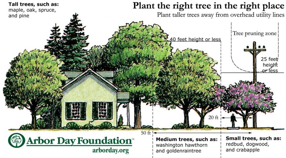 Arbor Day Foundation Trees house and power lines